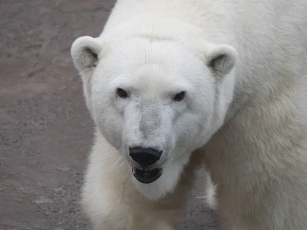 Urso polar Ursus Maritimus em um dia ensolarado — Fotografia de Stock