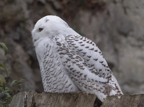 Schneeeule bubo scandiacus oder nyctea scandiaca sitzt auf einem Stock — Stockfoto