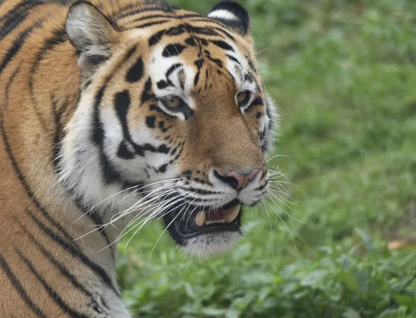 Close-up van een roofzuchtig amur tijgergezicht — Stockfoto