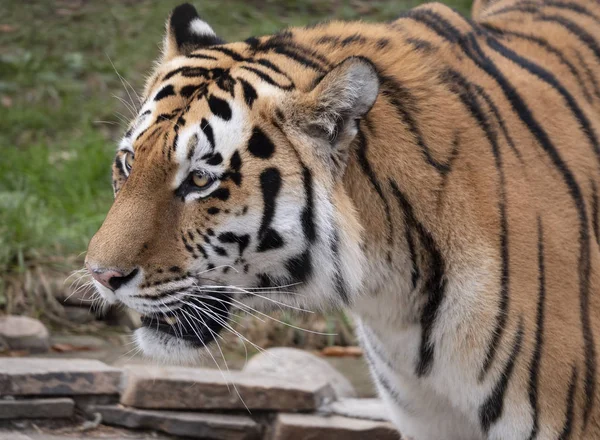 Fechar o rosto de um tigre de amur predador — Fotografia de Stock