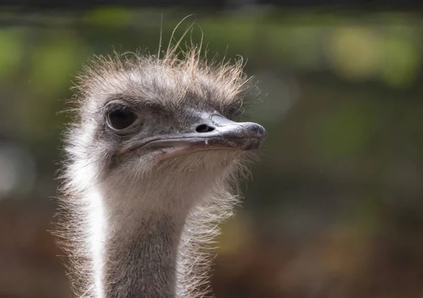 Ostrich close-up in the looks cautiously around — Stock Photo, Image