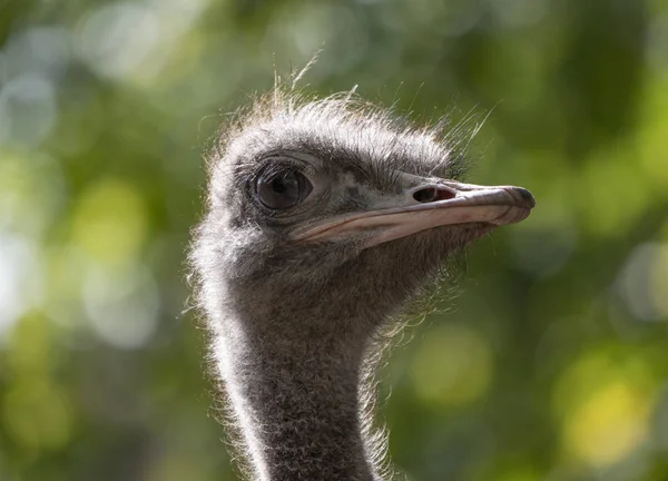 Strutsen närbild i blicken försiktigt runt — Stockfoto