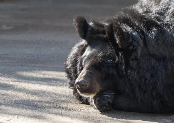 Urso do Himalaia ou Urso Negro Ussuri Ursus thibetanus — Fotografia de Stock