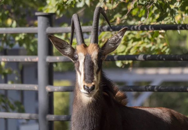 Porträtt av en sällsynt sobel antilop Hippotragus niger — Stockfoto