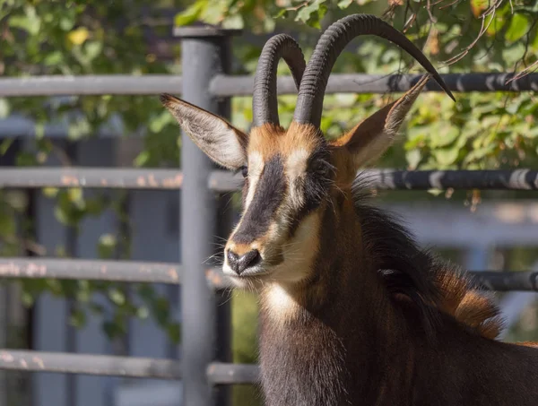 Portré egy ritka coboly antilop Hippotragus niger — Stock Fotó