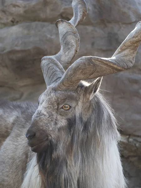 Красивая горная коза со спиральными длинными рогами на фоне скал — стоковое фото