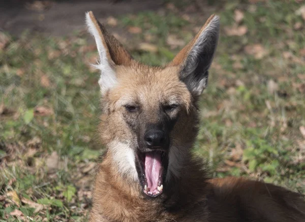 Lobo de crin rojo en el retrato de animal cautivo — Foto de Stock