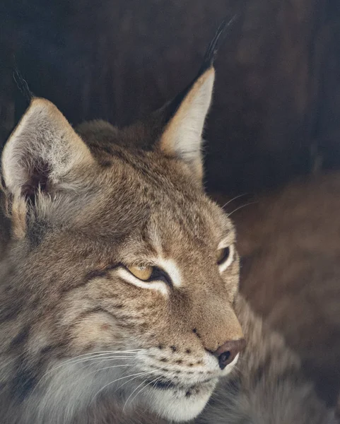 Lynx mira con ojos depredadores desde el refugio — Foto de Stock