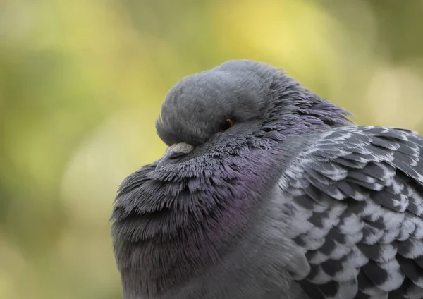 A racing pigeon poses in front of the lens of the camera — Stock Photo, Image