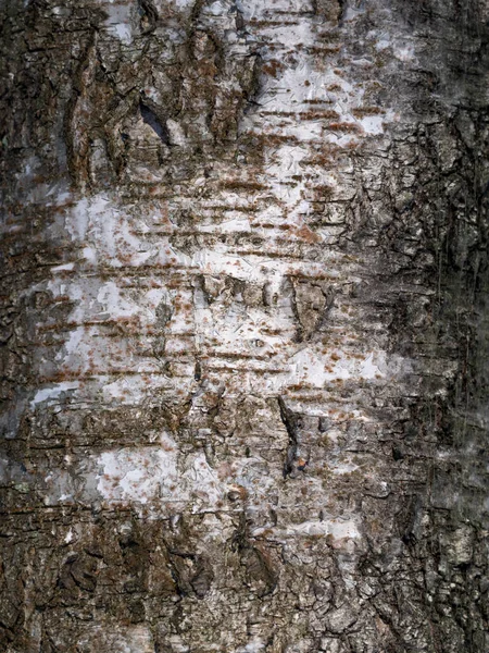 Corteccia Betulla Nella Struttura Incrinature — Foto Stock