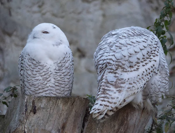 Schneeeule Bubo Scandiacus Oder Nyctea Scandiaca Sitzt Auf Einem Stock — Stockfoto