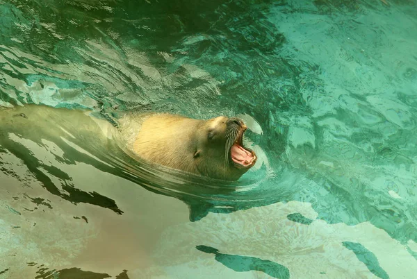 Grande Leone Marino Che Nuota Nel Mare — Foto Stock