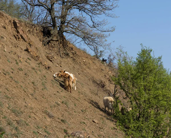 Dağ Keçileri Sürüsü Çalıların Yamaçlarında — Stok fotoğraf