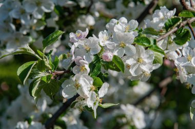 Elma ağacının beyaz bahar çiçekleri