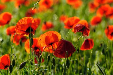 Kırmızı gelincikler ışığa karşı