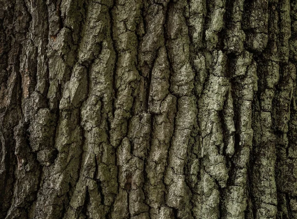 树树皮 树干纹理背景与拷贝空间 — 图库照片