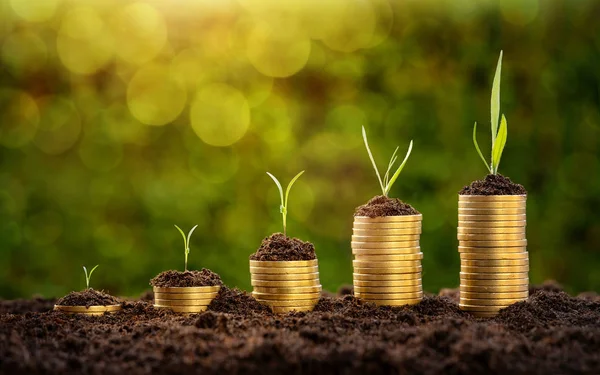 Concepto Inversión Gráfico Monedas Aumento Con Plantas Crecimiento Sobre Fondo — Foto de Stock