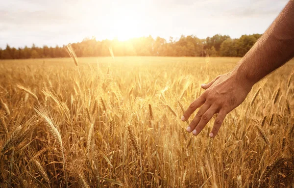 Концепция Сбора Урожая Закрытие Мужской Руки Пшеничном Поле Копировальным Пространством — стоковое фото