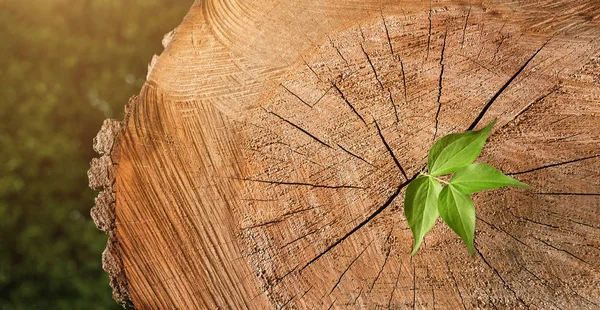 Neues Lebenskonzept Nahaufnahme Eines Kleinen Abschlags Der Aus Einem Baumstumpf — Stockfoto