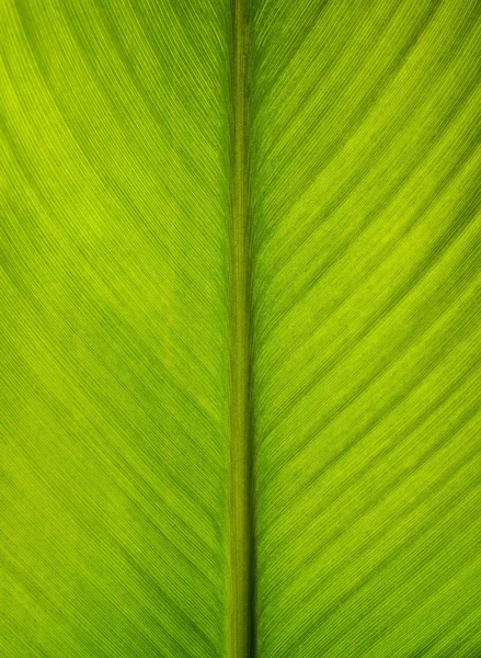 Natur Bakgrund Närbild Ett Grönt Blad Med Kopia Utrymme — Stockfoto