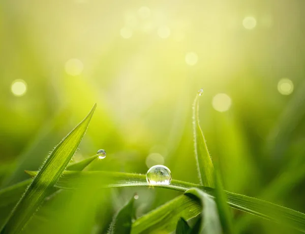 Spring Nature Background Water Drop Blade Grass Copy Space — Stock Photo, Image