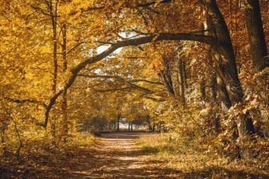 Boş yol kopya alanı ile ormanda 
