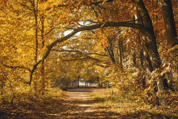 Prázdná Cesta Lese Kopií Prostor — Stock fotografie