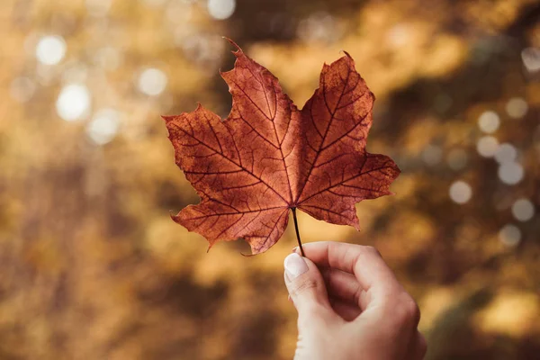 Close Female Hand Holding Red Autumn Leaf Copy Space — Stock Photo, Image