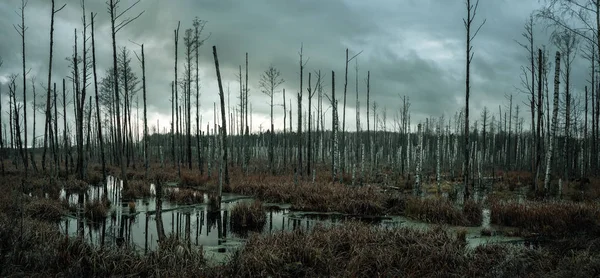 Panoramisch Uitzicht Een Mistige Moeras Het Bos Met Kopie Ruimte — Stockfoto