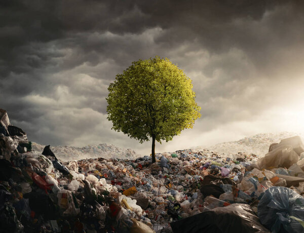 Одинокое дерево, растущее на свалке, поле на закате с копировальным пространством
