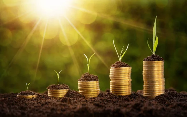 투자 개념, 성장 하는 식물과 동전 차트 — 스톡 사진