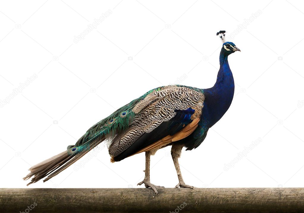Peacock isolated on white background
