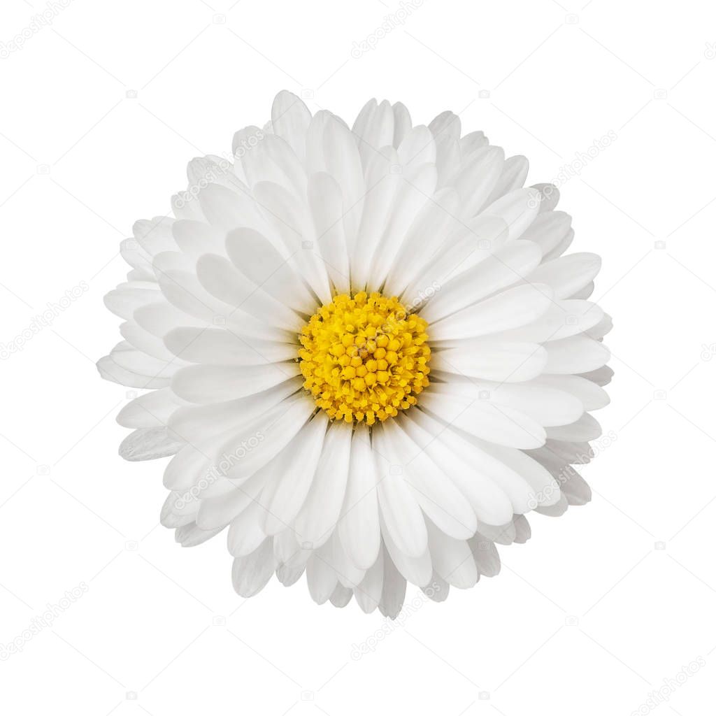 Daisy flower isolated on white