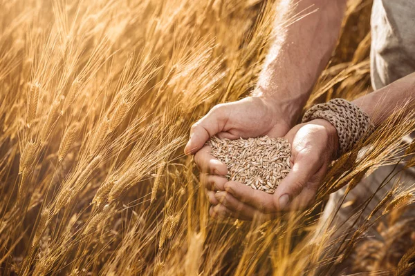 Close Farmer Hands Holding Organic Einkorn Wheat Seed Field Sunset — Stock Photo, Image