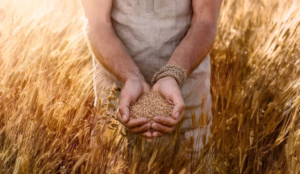 일몰에 필드에 유기농 Einkorn 씨앗을 농부의 닫습니다 — 스톡 사진