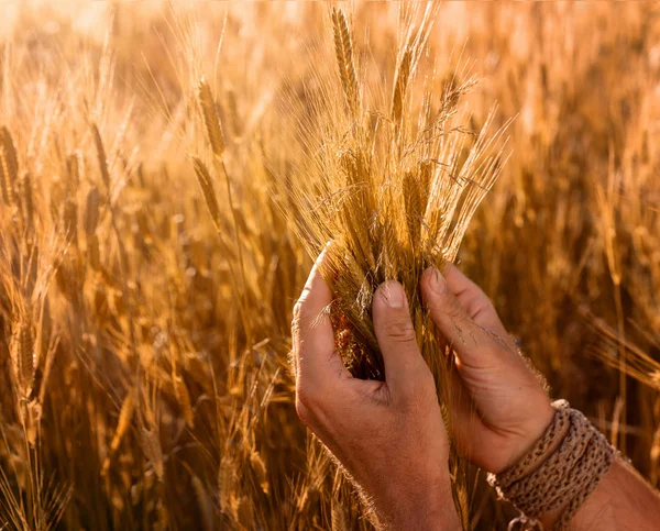 日没時の畑に有機アインコーン小麦の種を持つ農家の手のクローズアップ — ストック写真