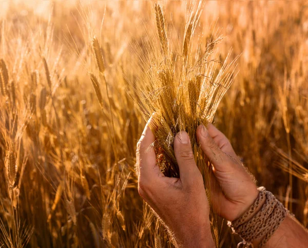 Při Západu Slunce Farmářových Rukou Které Drží Poli Zapadajícím Slunci — Stock fotografie