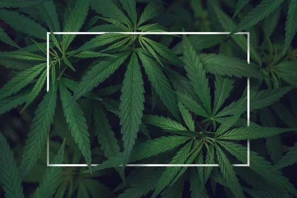 Lege witte frame in de bladeren van marihuana — Stockfoto