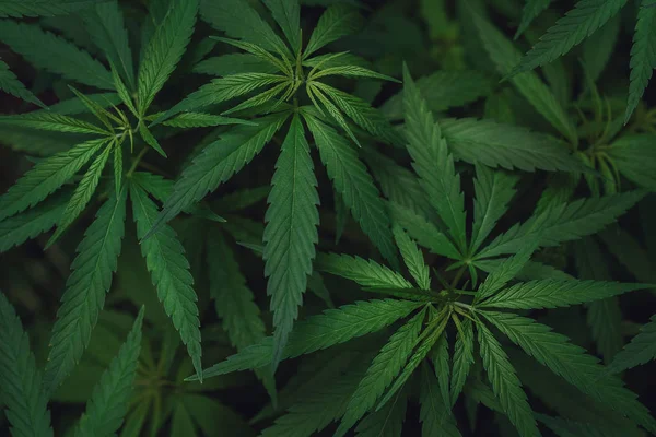Высокий угол обзора листьев марихуаны — стоковое фото