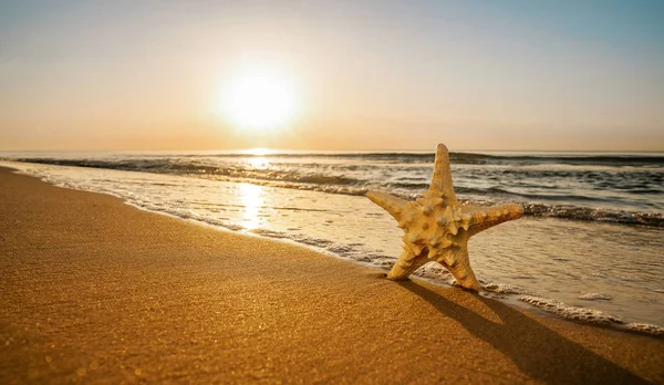 แฮปปี้สตาร์ฟิชเพลิดเพลินกับดวงอาทิตย์ที่ชายหาดเขตร้อน — ภาพถ่ายสต็อก