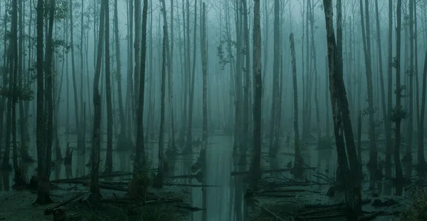 コピースペースと居心地の良い森の中の空 霧の沼のパノラマビュー — ストック写真