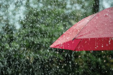 Rain, close up of umbrella in the rain with copy space clipart