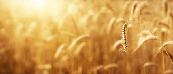 Close Ear Wheat Defocused Background Agricultural Background Copy Space — Stock Photo, Image