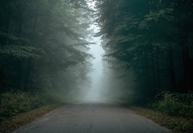 Boş orman yolu sisli bir sabahta fotokopi aletiyle