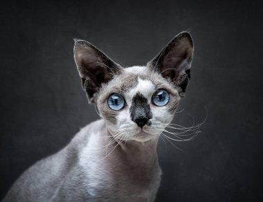 Koyu gri arka planda Devon Rex kedisinin portresi
