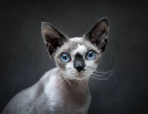 Porträtt Devon Rex Katt Över Mörkgrå Bakgrund — Stockfoto