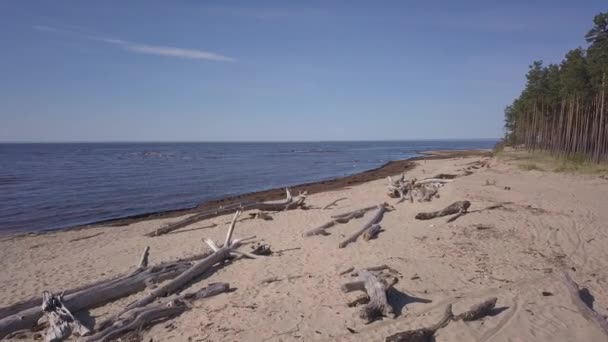 Gauja Nehri Letonya Drenaj Içine Baltık Denizi Havadan Dron Üstten — Stok video