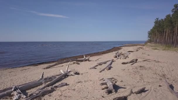 Gauja Fiume Lettonia Scarico Nel Mar Baltico Drone Aereo Vista — Video Stock