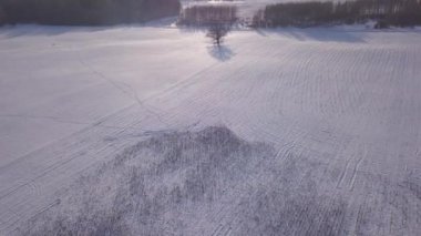 Ağaç Kış alan Krimulda Letonya hava dron üstten görünüm 4k Uhd video