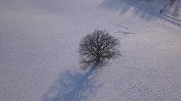 Árbol Campo Invierno Krimulda Letonia Avión Tripulado Vista Superior Uhd — Vídeos de Stock